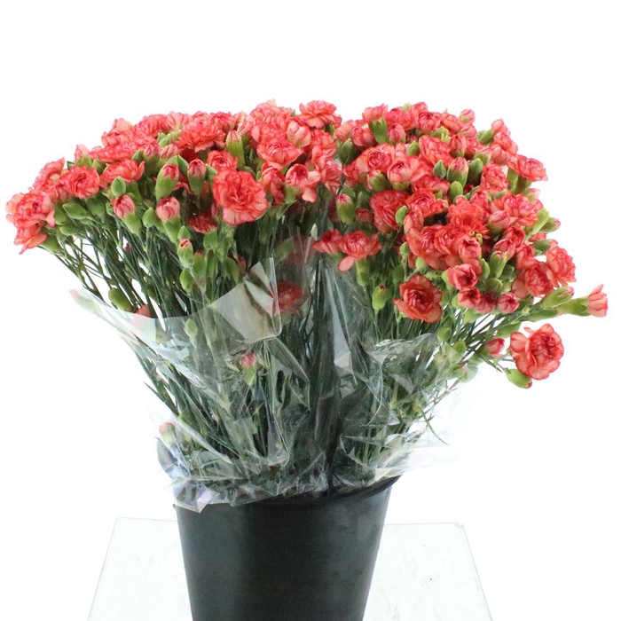 <h4>Di Tr Kamilly Light Orange Extra</h4>