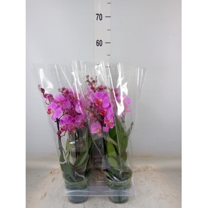 Phalaenopsis  'Ant Fredrikstad'