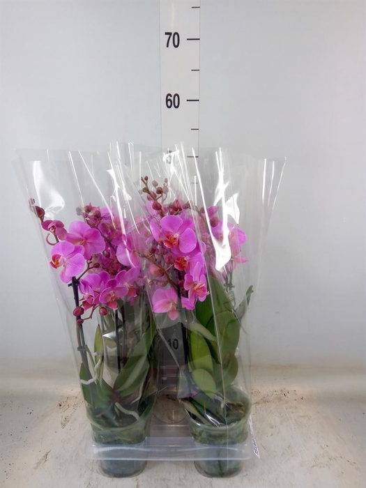 <h4>Phalaenopsis  'Ant Fredrikstad'</h4>