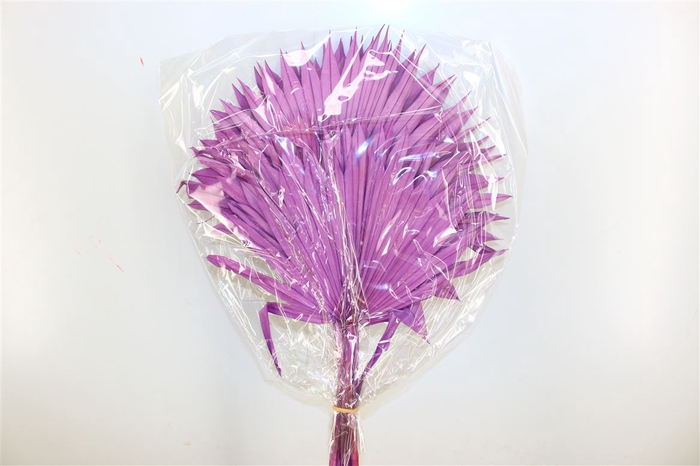 Dried Palm Sun 6pc Milka Bunch