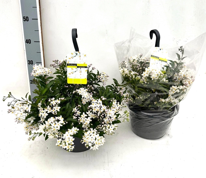 <h4>SOLANUM JASMINOIDES</h4>