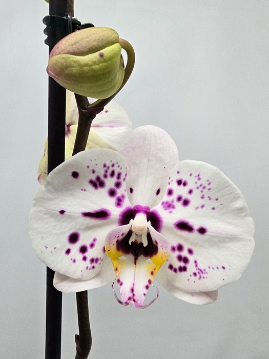 <h4>Limited 22 week 9</h4>