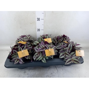 Tradescantia zebr. 'Purpusii'