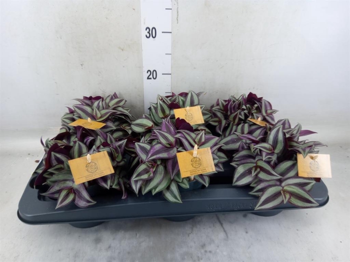 <h4>Tradescantia zebr. 'Purpusii'</h4>