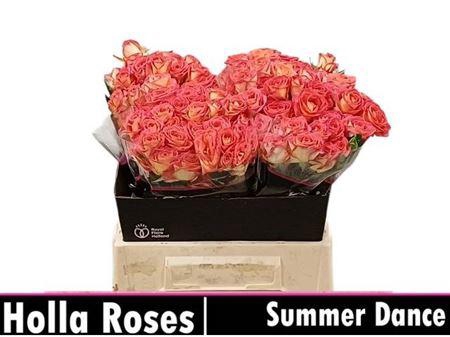 <h4>R Tr Summer Dance</h4>