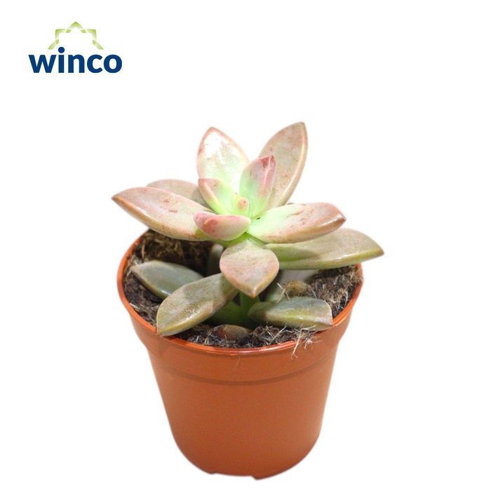 <h4>Graptosedum California Sunset</h4>