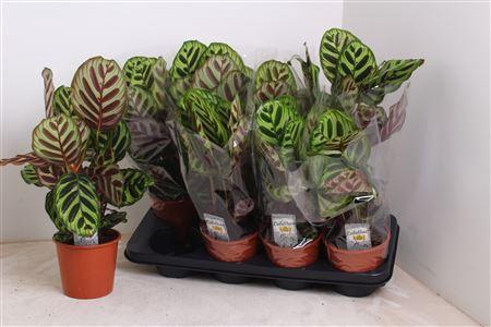 <h4>Calat Makoyana 45cm.</h4>