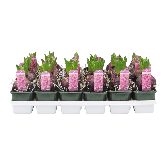 <h4>Hyacinthus orie. 'Pearl Pink'</h4>