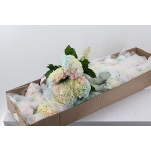 Hydr Rainbow Tinted Sel Box