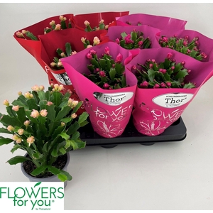 Schlumbergera mix 11Ø 24cm 45fl