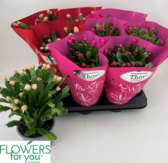 Schlumbergera mix 11Ø 24cm 45fl