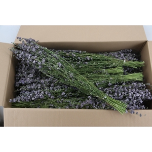 DF Delphinium Lavender Bs 90g