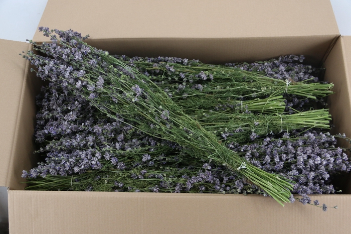 <h4>DF Delphinium Lavender Bs 90g</h4>