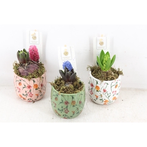 arr4 Hyacint FL - Early springtime x12