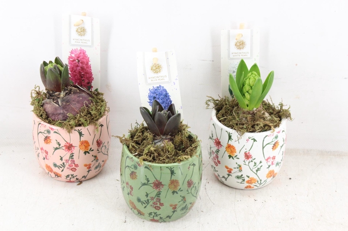 <h4>arr4 Hyacint FL - Early springtime x12</h4>