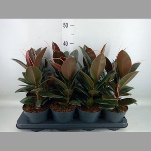 Ficus elastica 'Melany'