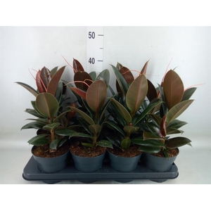 Ficus elastica 'Melany'
