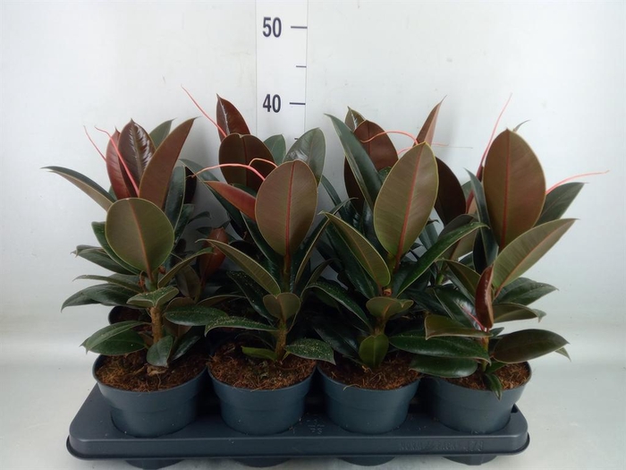 <h4>Ficus elastica 'Melany'</h4>