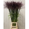 Miscanthus Rosi Pink