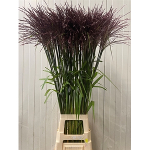 Miscanthus Rosi Pink