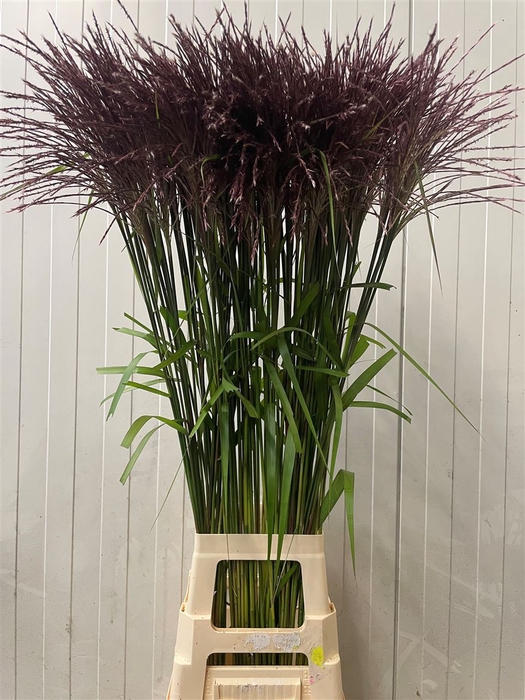 <h4>Miscanthus Rosi Pink</h4>