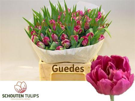 <h4>Tu Du Guedes</h4>