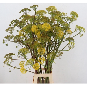 Foeniculum Vulgare