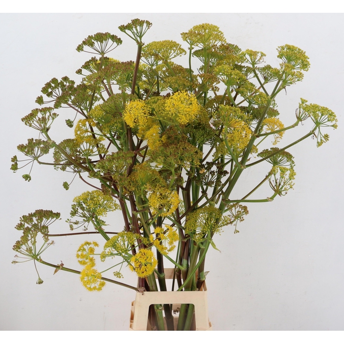 <h4>Foeniculum Vulgare</h4>