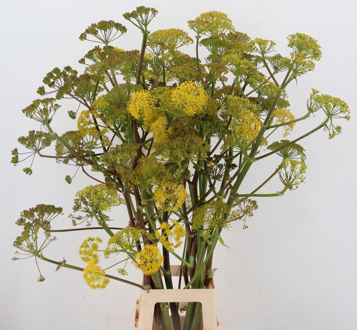 <h4>FOENICULUM VULGARE</h4>