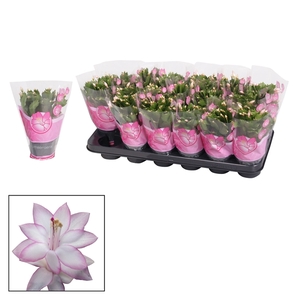 Schlumbergera - 9 cm - Pink (Cyber)