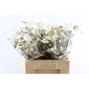 Euca Populus Berry Platina P Bunch