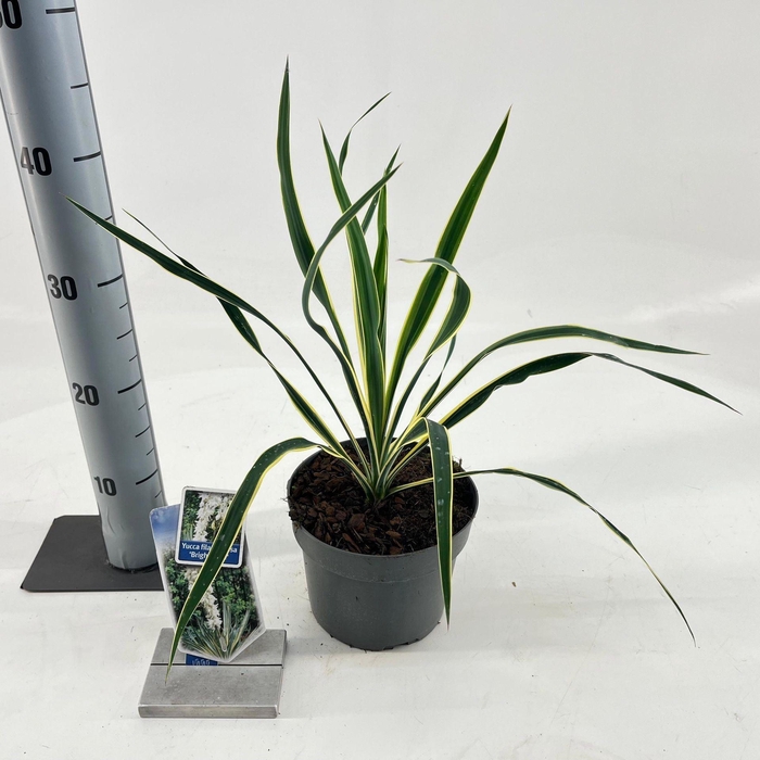 <h4>Yucca filamentosa Bright Edge</h4>