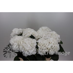 Hydrangea schneeball