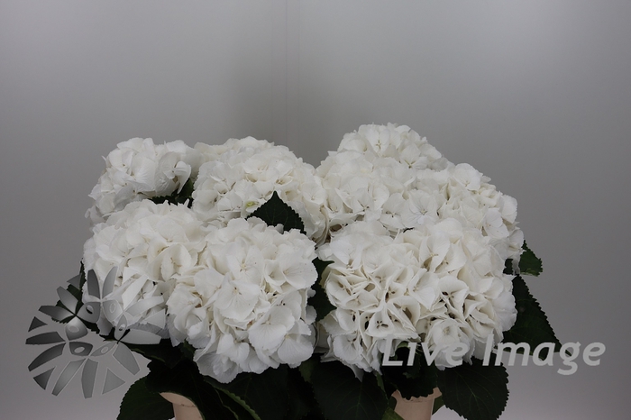 <h4>Hydrangea schneeball</h4>
