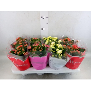Kalanchoe blos.   ..rosebud mix  3