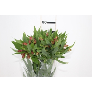 ALSTROEMERIA MILOS 080 CM
