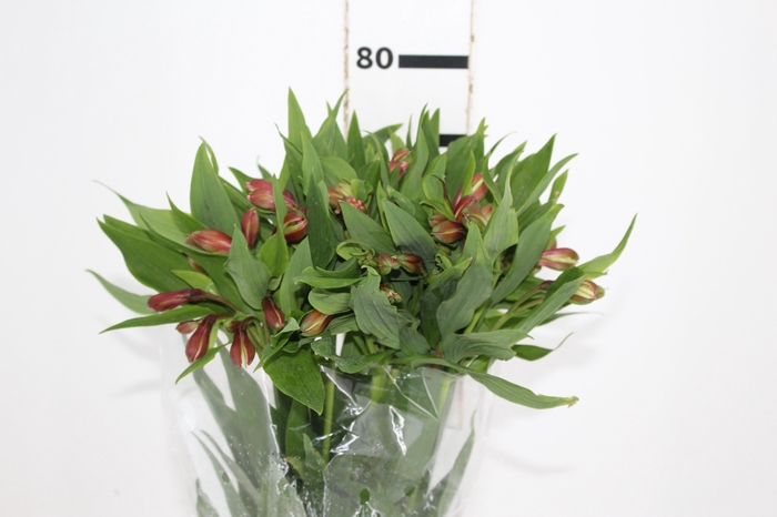 <h4>ALSTROEMERIA MILOS 080 CM</h4>