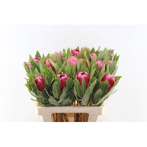 Protea Brenda