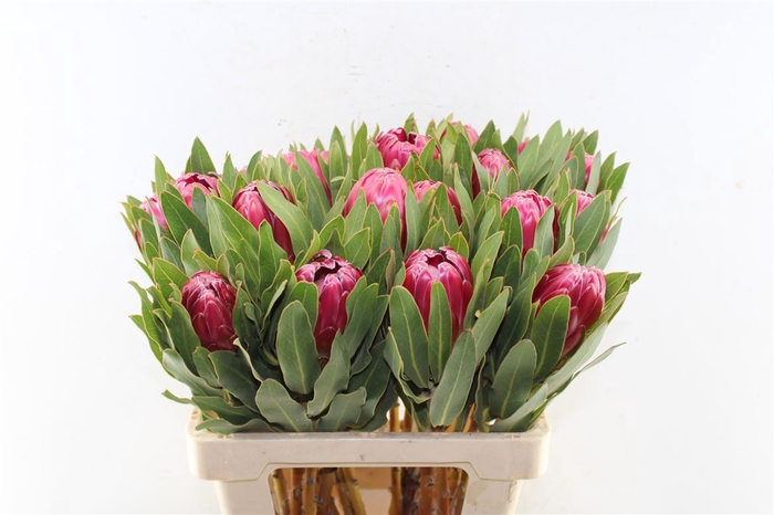 <h4>Protea Brenda</h4>