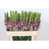 Antirrhinum Potomac Lavender