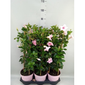 Mandevilla am. 'Sundav Db Blush Pk'