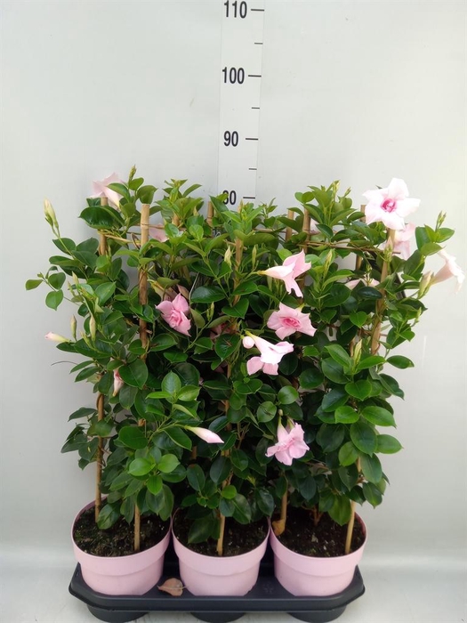 <h4>Mandevilla am. 'Sundav Db Blush Pk'</h4>