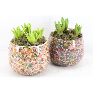 arr4 Hyacint FL - Late fashion rond x3