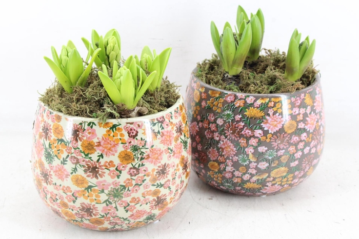 <h4>arr4 Hyacint FL - Late fashion rond x3</h4>