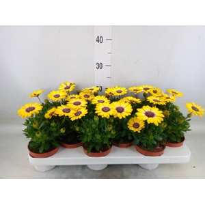 Osteospermum  'Serenity Blue Eye B'