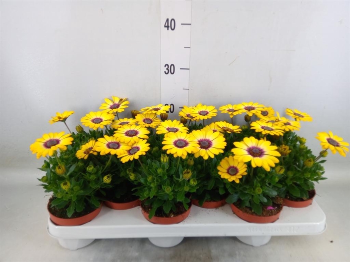 <h4>Osteospermum  'Serenity Blue Eye B'</h4>