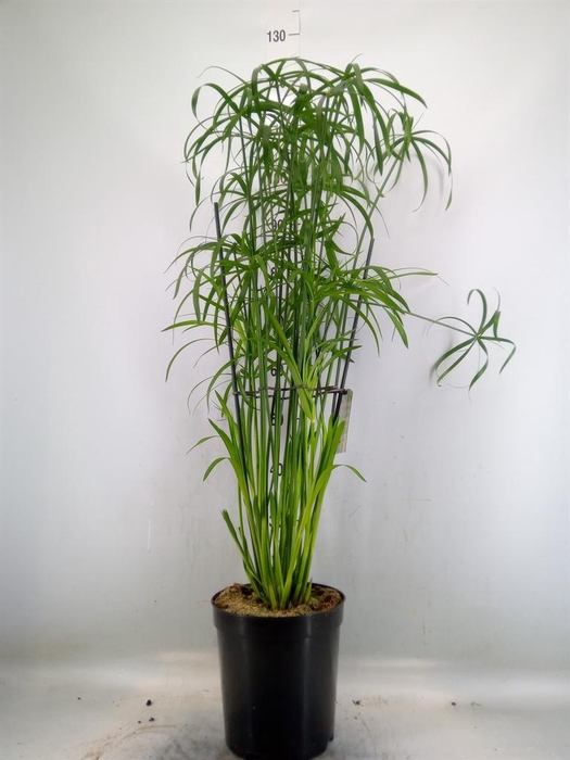 <h4>Cyperus   ...</h4>