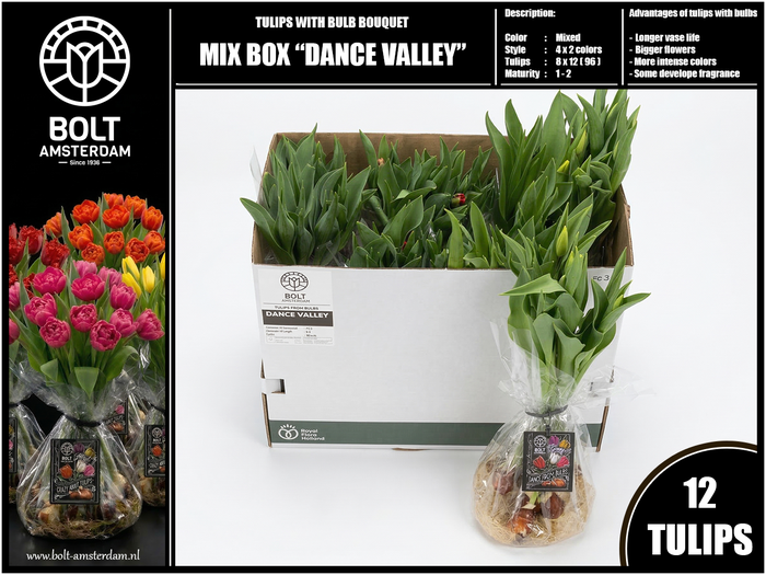 <h4>"DANCE VALLEY" Mix Box - 12 Tulips with bulbs - XL bouquet - 4 Single Flowered Variations in Season</h4>