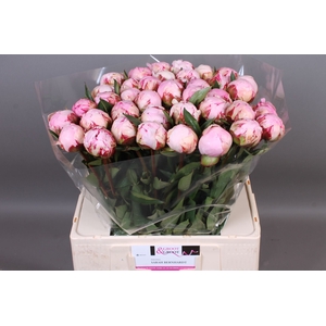 Paeonia Sarah Bernhardt | XXL