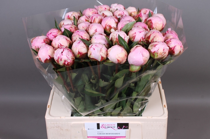 Paeonia Sarah Bernhardt | XXL